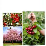 Fruit Gardening Guide by JD-Biz Corp Kindle eBook 45-Page Handbook-0