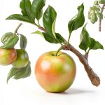 Gardening for Beginners: A Comprehensive Guide to South Region-0